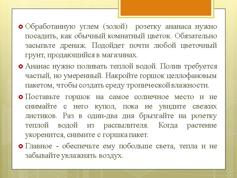 Обработанную углем (золой)  розетку ананаса нужно посадить, как обычный комнатный цветок. Обязательно засыпьте